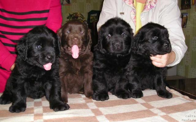 Фото: ньюфаундленд CHernika Famot (Черника Фамот), Чебурашка Бигги, ньюфаундленд CHarodeyka Fabiggi (Чародейка Фабигги), Челси Чоя Бегефа