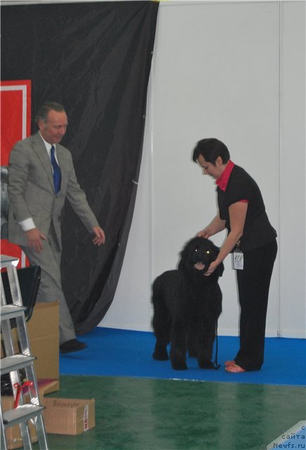 Фото: ньюфаундленд Ih Visochestvo Vilana Blum (Их Высочество Вилана Блум)