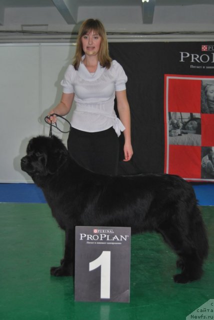 Фото: ньюфаундленд Formula Lyubvi ot Sibirskogo Medvedya (Формула Любви от Сибирского Медведя)