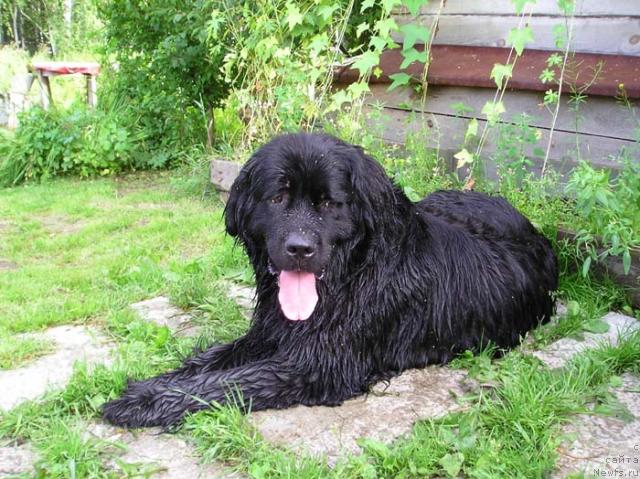 Фото: ньюфаундленд Hillari SHarm (Хиллари Шарм)