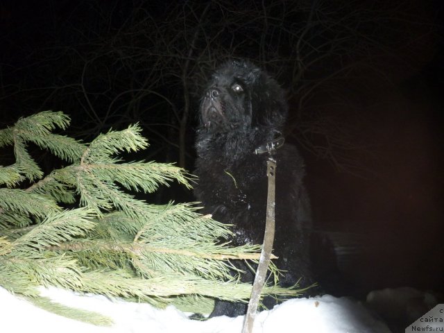 Фото: ньюфаундленд Il'ya Muromec (Илья Муромец)