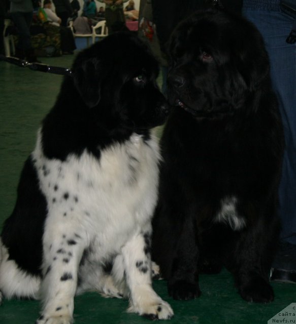 Фото: ньюфаундленд Fiamettahauz Martini Bianka (Фиаметтахауз Мартини Бьянка), ньюфаундленд Potap YUniter (Потап Юнитер)