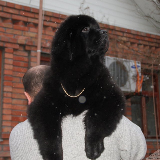 Фото: ньюфаундленд Sentyabrina s Berega Dona (Сентябрина с Берега Дона)