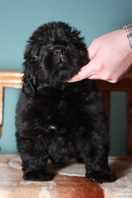 Фото: ньюфаундленд Aquatoriya Kelvin Out of The Blue (Акватория Келвин Оут оф зе Блю)