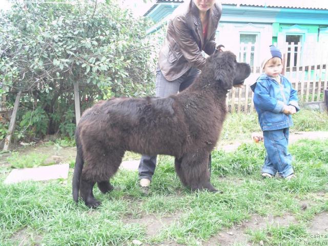 Фото: ньюфаундленд Otvajnyiy Ryicar' ot Sibirskogo Medvedya (Отважный Рыцарь от Сибирского Медведя)