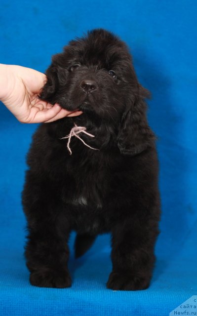 Фото: ньюфаундленд Aquatoriya Kelvin Out of The Blue (Акватория Келвин Оут оф зе Блю)