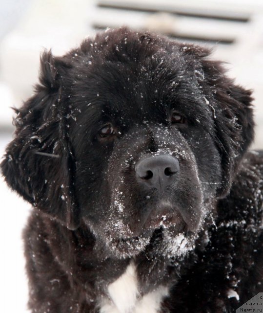 Фотография № 57066