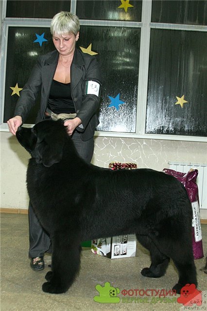 Фото: ньюфаундленд I'm in Love Midnight Bear