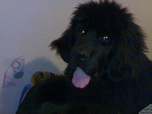 Фото: ньюфаундленд CHernyiy SHarm Boston (Черный Шарм Бостон)