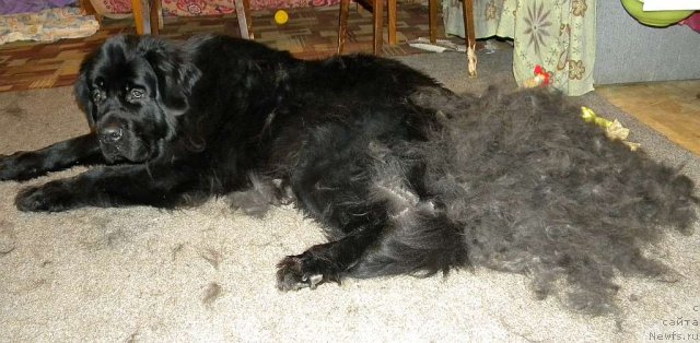 Фото: ньюфаундленд Aquatoriya Kelvin Kadril (Акватория Келвин Кадриль)