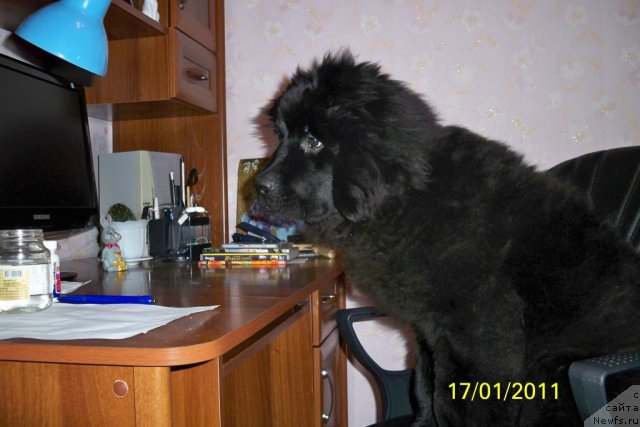 Фото: ньюфаундленд Smigar Volna Uspeha (Смигар Волна Успеха)