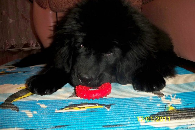 Фото: ньюфаундленд Smigar Volna Uspeha (Смигар Волна Успеха)