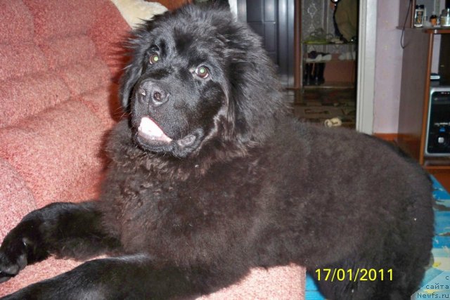 Фото: ньюфаундленд Smigar Volna Uspeha (Смигар Волна Успеха)