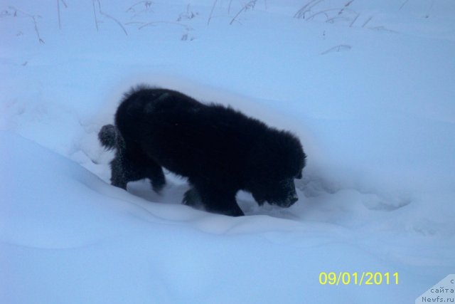 Фото: ньюфаундленд Smigar Volna Uspeha (Смигар Волна Успеха)