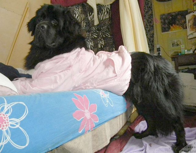 Фото: ньюфаундленд Aquatoriya Kelvin Kadril (Акватория Келвин Кадриль)