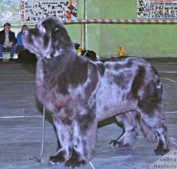 Фото: ньюфаундленд CHelzis Vyeyn iz Medvej'ego YAra (Челзис Вэйн из Медвежьего Яра)