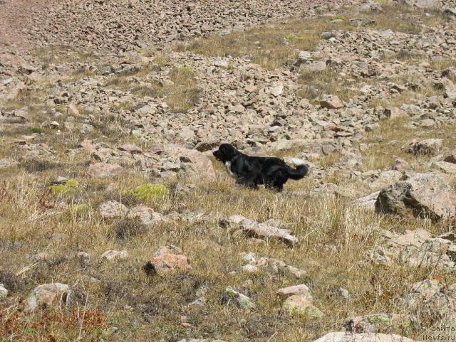 Фото: ньюфаундленд Mag Ispolin Elana (Маг Исполин Елана), Elena Zayceva (Zamyatina) (Елена Зайцева (Замятина))