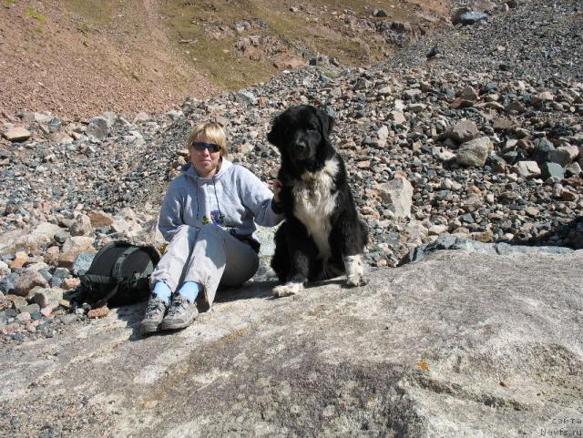 Фото: ньюфаундленд Mag Ispolin Elana (Маг Исполин Елана), Elena Zayceva (Zamyatina) (Елена Зайцева (Замятина))