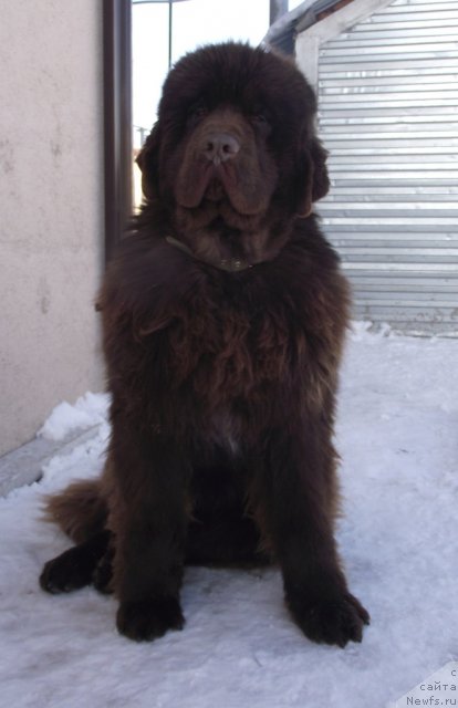 Фото: ньюфаундленд Premium Brayt (Премиум Брайт)