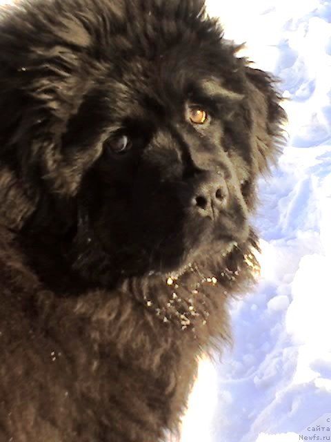 Фото: ньюфаундленд Ih Vyisochestvo Vladlena Madjiks (Их Высочество Владлена Маджикс)