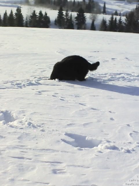 Фото: ньюфаундленд Ih Vyisochestvo Vladlena Madjiks (Их Высочество Владлена Маджикс)