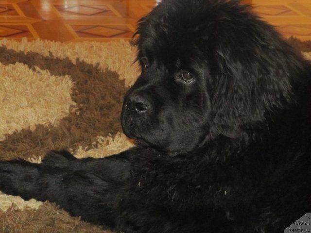 Фото: ньюфаундленд Nyeyshn King iz Medvej'ego YAra (Нэйшн Кинг из Медвежьего Яра)