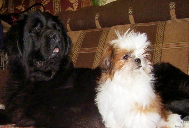 Фотография № 57148