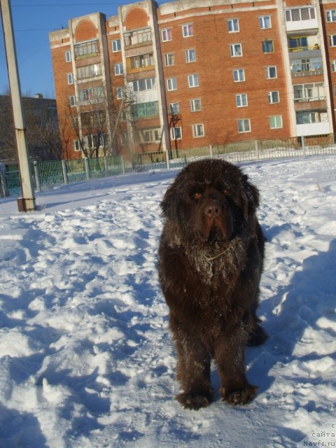 Фото: ньюфаундленд CHernyiy SHarm Amber Best Dog FO Marleon (Черный Шарм Амбер Бест Дог ФО Марлеон)