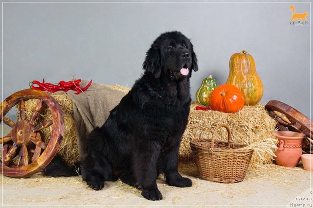 Фотография № 57172