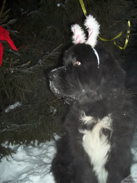 Фото: ньюфаундленд Bartez Beliy