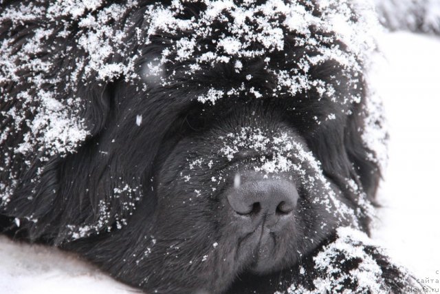 Фото: ньюфаундленд Mississippi-Missouri Goodie Midnight Lady