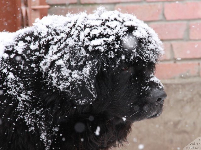 Фото: ньюфаундленд Imperatrica (Императрица)