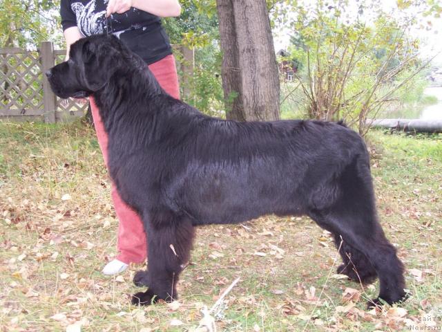 Фото: ньюфаундленд Akvatoriya Kelvin Gordyiy Varyag (Акватория Келвин Гордый Варяг)