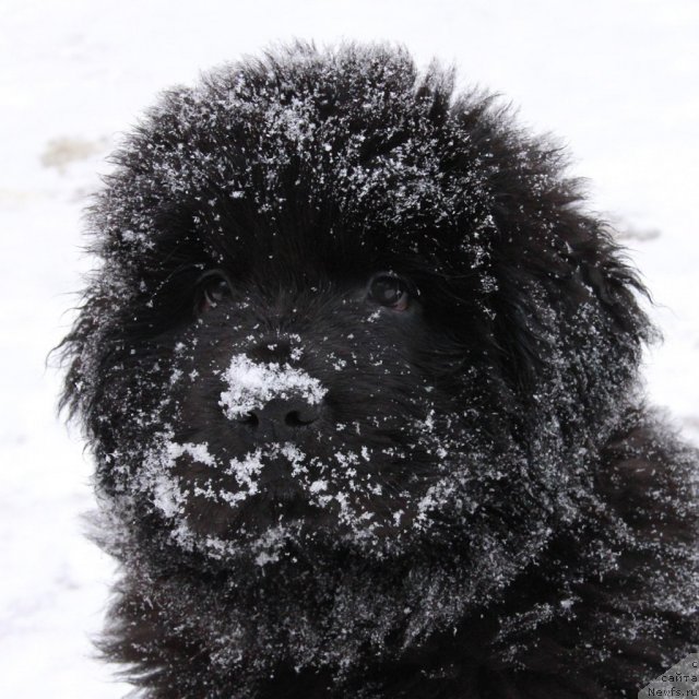 Фото: ньюфаундленд T-34 s Berega Dona (Т-34 с Берега Дона)