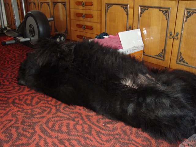 Фото: ньюфаундленд Lunnyiy Svet s Lesnoy Zaimki (Лунный Свет с Лесной Заимки)