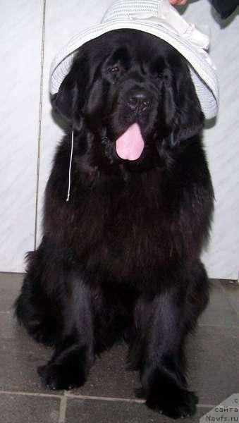 Фото: ньюфаундленд CHelzis Vyeyn iz Medvej'ego YAra (Челзис Вэйн из Медвежьего Яра)