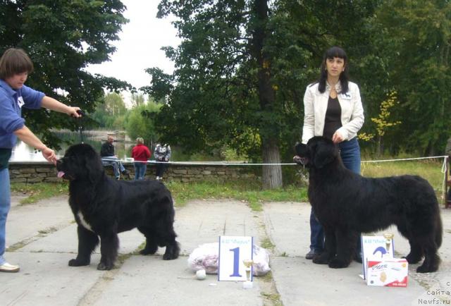 Фото: ньюфаундленд Super Bizon Antaliya (Супер Бизон Анталия), ньюфаундленд Obush SHed YUkotan Zolotoy Ruchey (Обуш Шед Юкотан Золотой Ручей), Nataliya Snigireva (Наталия Снигирева), Irina Plotnikova (Ирина Плотникова)