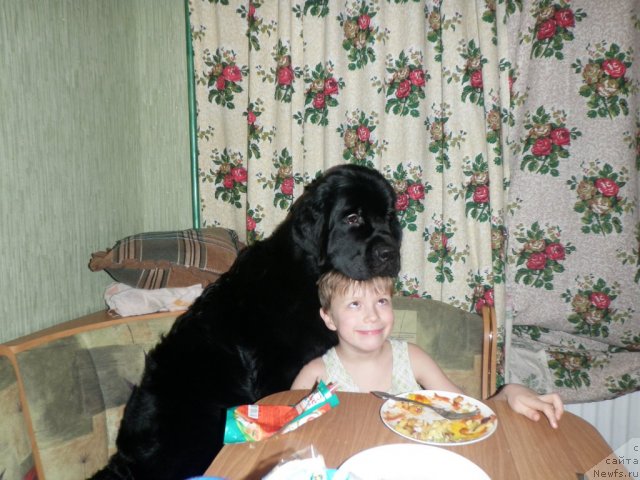 Фото: ньюфаундленд Tsentr Mirozdaniya iz Arkaima (Центр Мироздания из Аркаима)