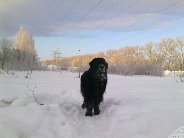Фото: ньюфаундленд Velikiy Medved' Zagadka (Великий Медведь Загадка)