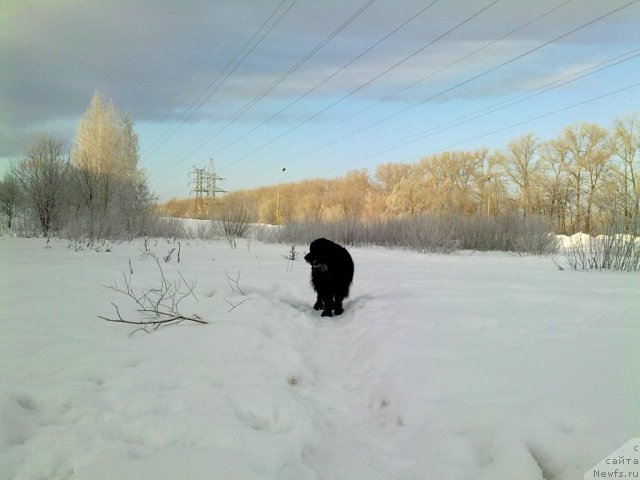 Фото: ньюфаундленд Velikiy Medved' Zagadka (Великий Медведь Загадка)