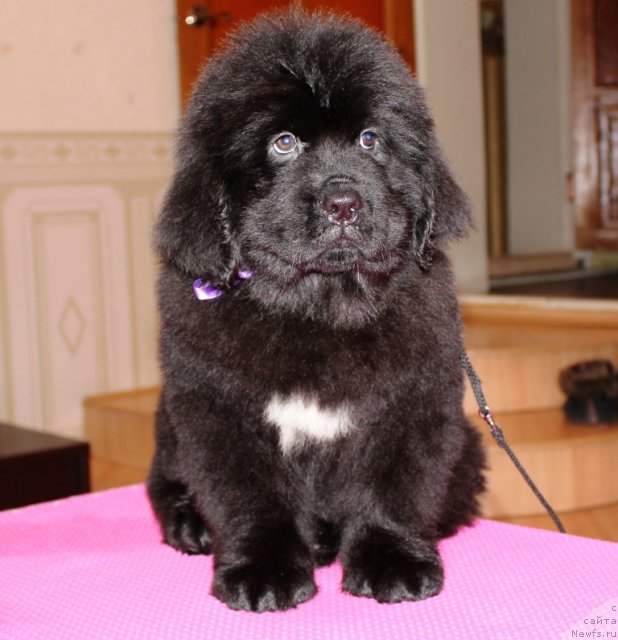 Фото: сука в возрасте 2 мес.