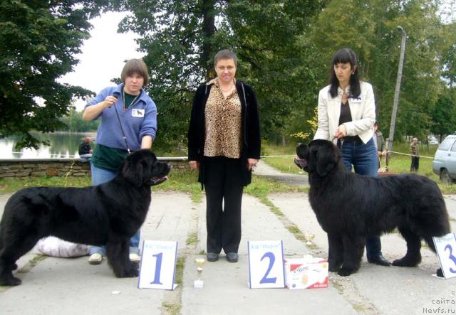 Фото: ньюфаундленд Super Bizon Antaliya (Супер Бизон Анталия), ньюфаундленд Obush SHed YUkotan Zolotoy Ruchey (Обуш Шед Юкотан Золотой Ручей), Nataliya Snigireva (Наталия Снигирева), Irina Plotnikova (Ирина Плотникова)