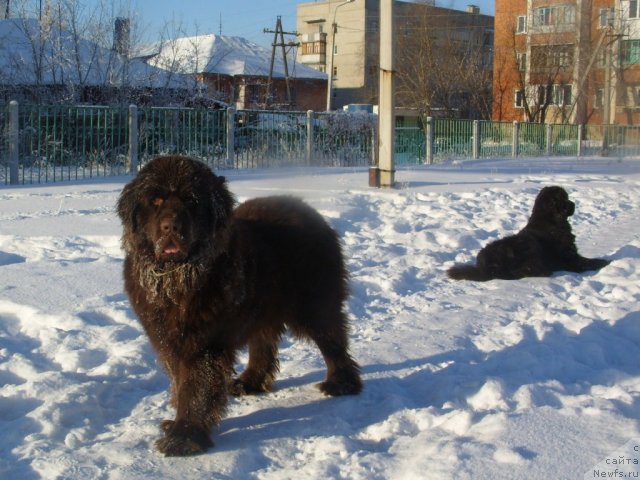 Фото: ньюфаундленд CHernyiy SHarm Amber Best Dog FO Marleon (Черный Шарм Амбер Бест Дог ФО Марлеон), ньюфаундленд Jozefina Ledi Prekrasnaya (Жозефина Леди Прекрасная)