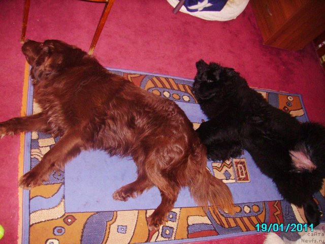 Фото: ньюфаундленд Ih Vyisochestvo Vladlena Madjiks (Их Высочество Владлена Маджикс)