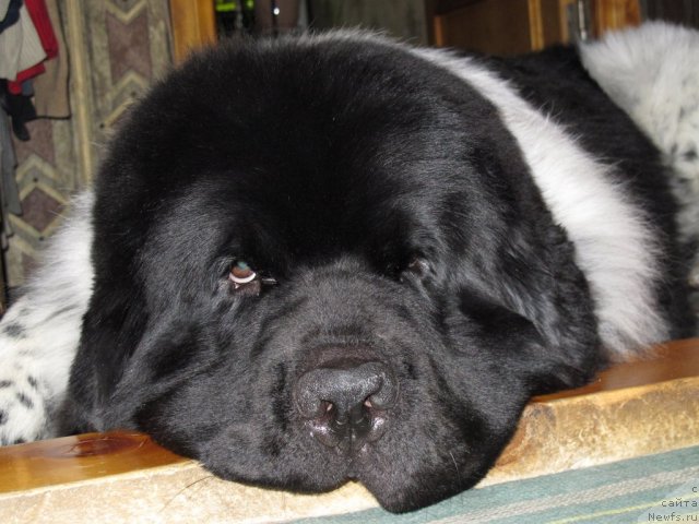 Фото: ньюфаундленд Plyushevaya Panda Stil'-Sankt-Peterburga (Плюшевая Панда Стиль-Санкт-Петербурга)