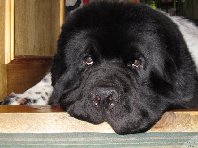 Фото: ньюфаундленд Plyushevaya Panda Stil'-Sankt-Peterburga (Плюшевая Панда Стиль-Санкт-Петербурга)