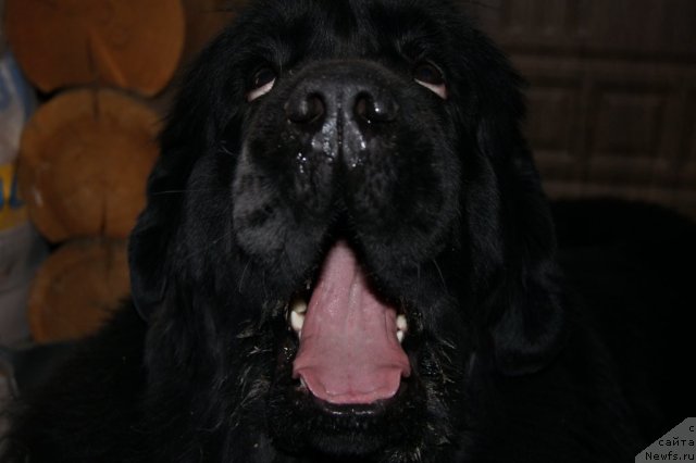 Фото: ньюфаундленд Aquatoriya Kelvin Inspirit Life (Акватория Келвин Инспирит Лайф)