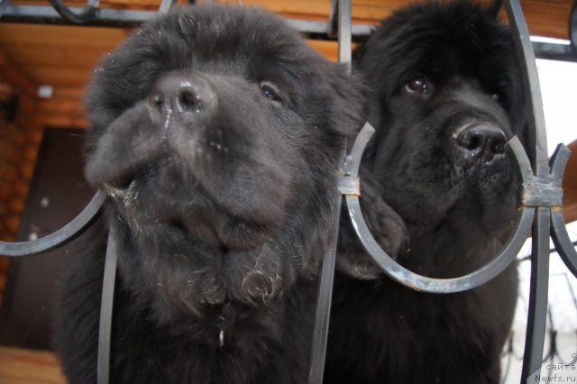 Фото: София, ньюфаундленд Aquatoriya Kelvin Inspirit Life (Акватория Келвин Инспирит Лайф)