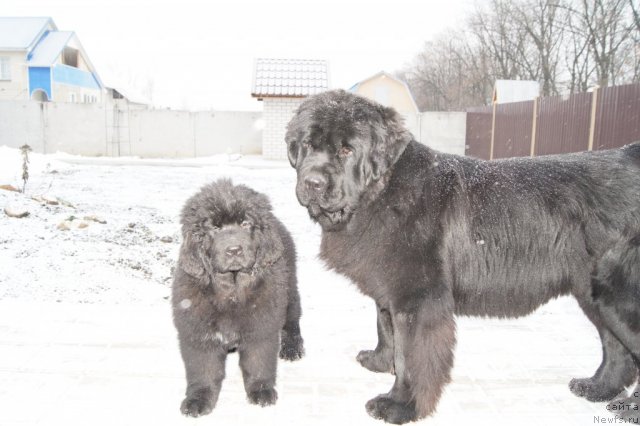 Фото: Софи, ньюфаундленд Aquatoriya Kelvin Inspirit Life (Акватория Келвин Инспирит Лайф)