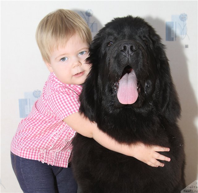 Фото: ньюфаундленд Rozmarin Lyubimec Publiki (Розмарин Любимец Публики)